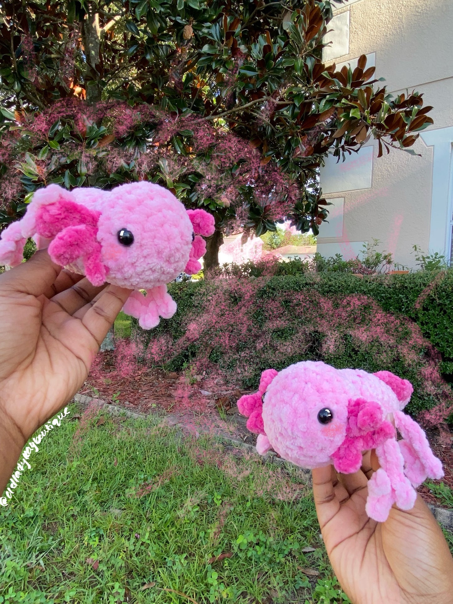 Axolotl
